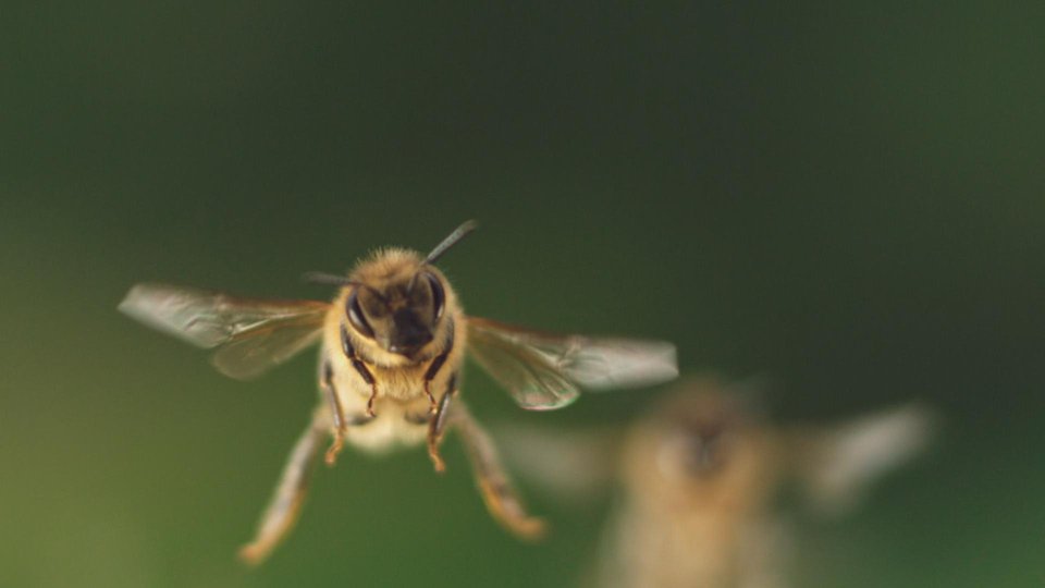 bees fly about 500h in a lifetime.jpg